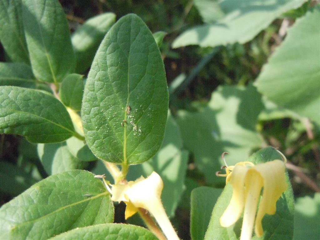 Lonicera japonica